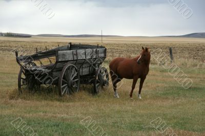 Horses and old  wagon in field