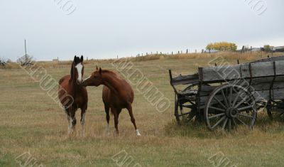 Horses and old  wagon in field