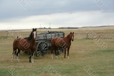 Horses and old  wagon in field