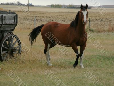 Horses and old  wagon in field
