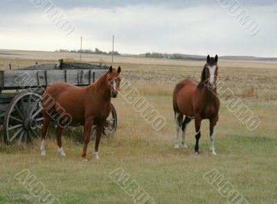 Horses and old  wagon in field