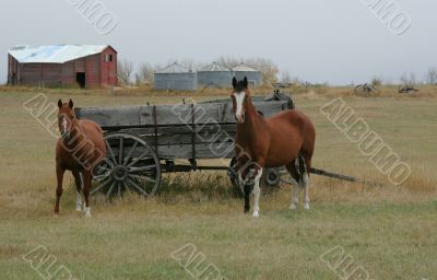 Horses and old  wagon in field