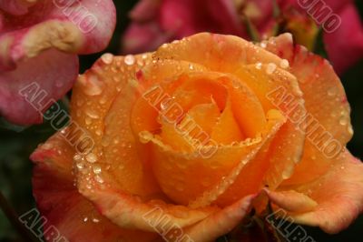 Orange rose with raindrops