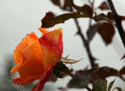 Orange rose with raindrops
