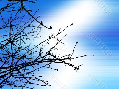 Tree Branches