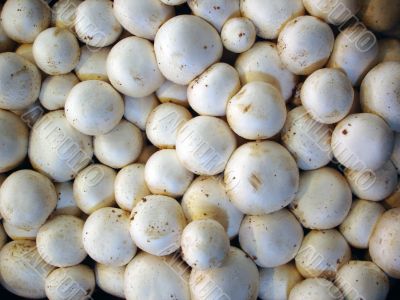 Mushroom background