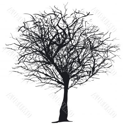 Tree silhouette