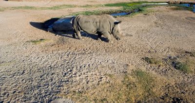 White rhinoceros