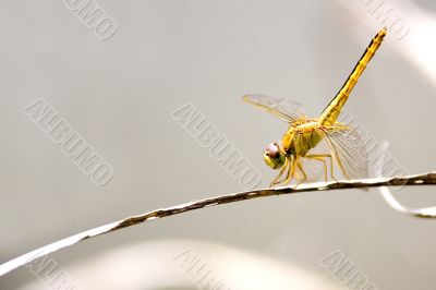 Tropical Rainforest Dragonfly