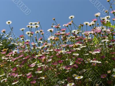 Daisies