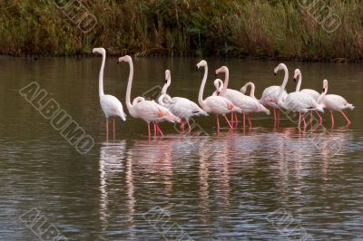 Flamingo flock Flamingo flock