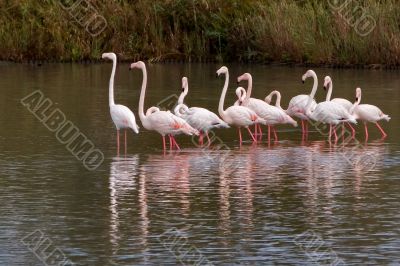 Flamingo flock