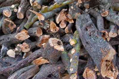 Fire wood for the winter Fire wood for the winter