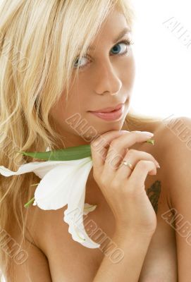 madonna lily #3 madonna lily #3