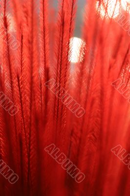 Red Fronds Red Fronds