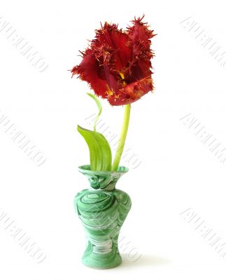 red tulip in a vase over white