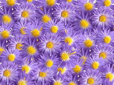 violet flowers for decoration over background