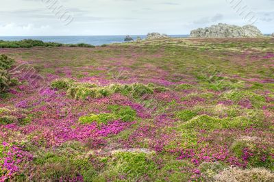 coastline heath