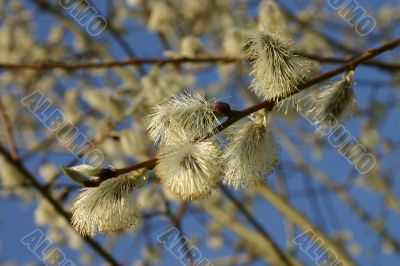 the pussy willow