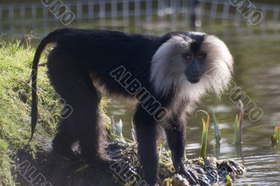 Lion tailed macaque