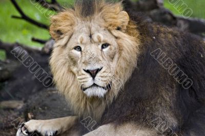 An asiatic lion