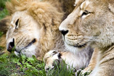 Sleepy lions