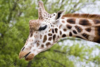 Giraffe