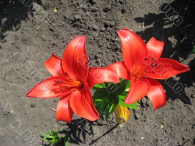 Dark Orange Lily