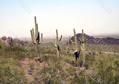 Arizona Desert Vista to the mountains Arizona Desert Vista to the mountains