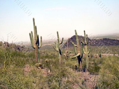  Desert Plants, Brush and Cactus on Watch
