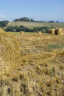 Harvest Fields With Straw in tuscany