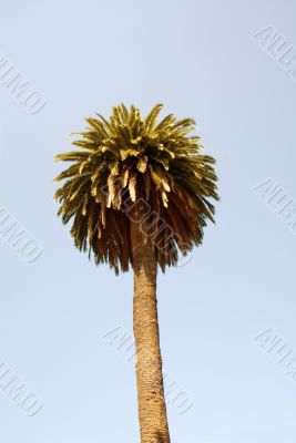 Tropical Palm tree