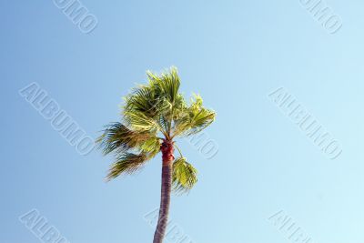 Tropical Palm tree