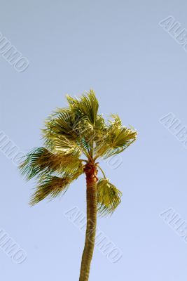 Tropical Palm tree