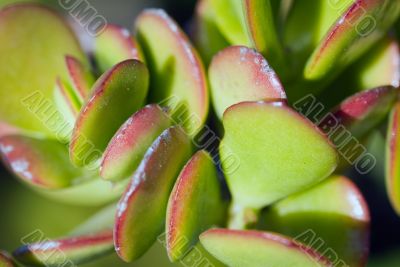 Cactus macro