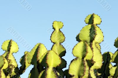 Cactus macro