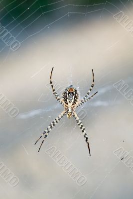Spider in its web