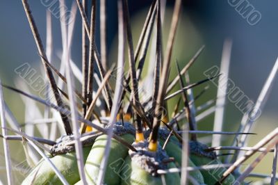 Cactus macro
