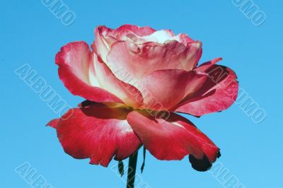 Closeup of a rose