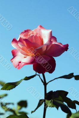 Closeup of a rose