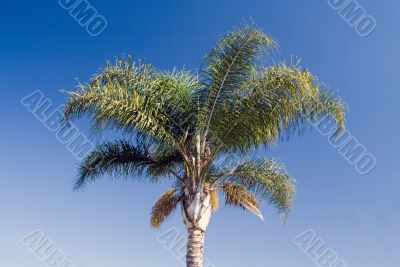 Tropical Palm tree