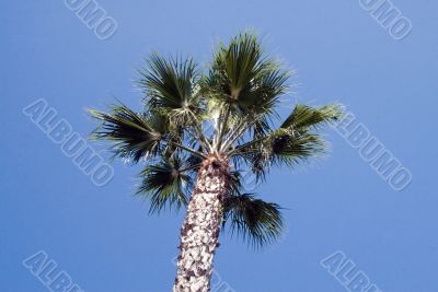 Tropical Palm tree