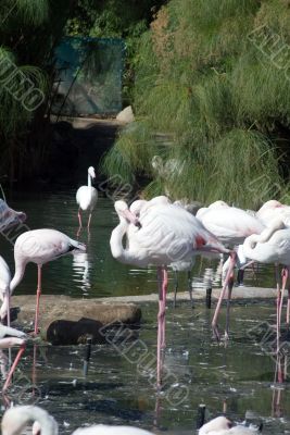 Pink Flamingo