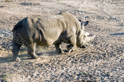 White rhinoceros White rhinoceros