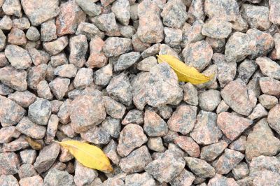 Two yellow leaves