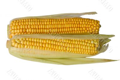 Two corn ears on white background, isolated
