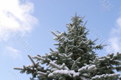 Spruce tree against blue sky