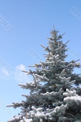 Spruce tree against blue sky