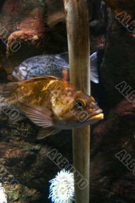 Yellow fish swimming near reef