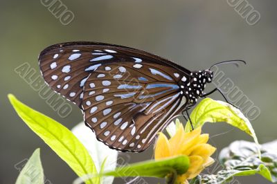 Tropical Rainforest Butterfly